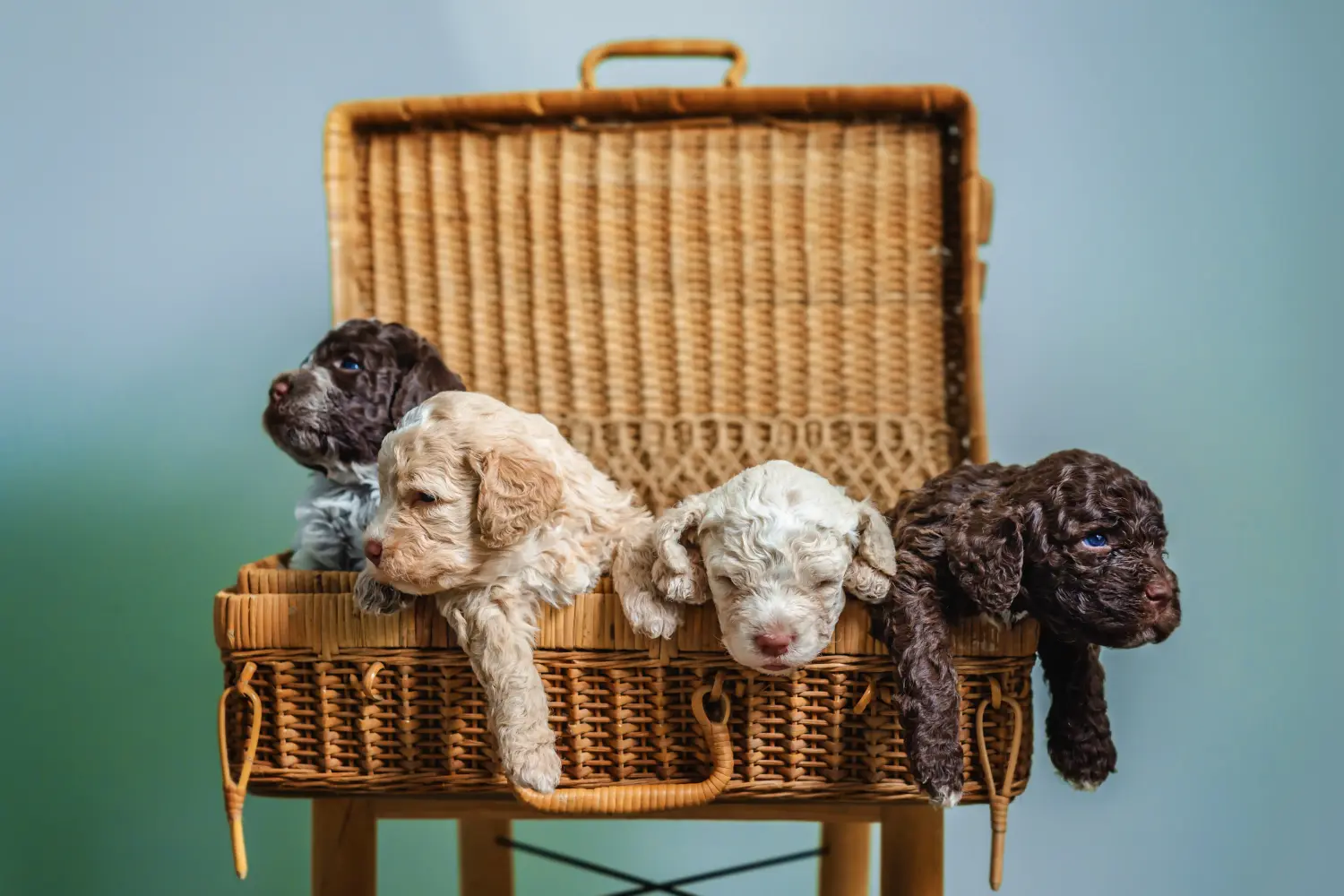 Egy Lagotto Romagnolo kiskutya megvásárlása felelősségvállalást jelent! Vásároljon Lagotto Romagnolo kiskutyákat.