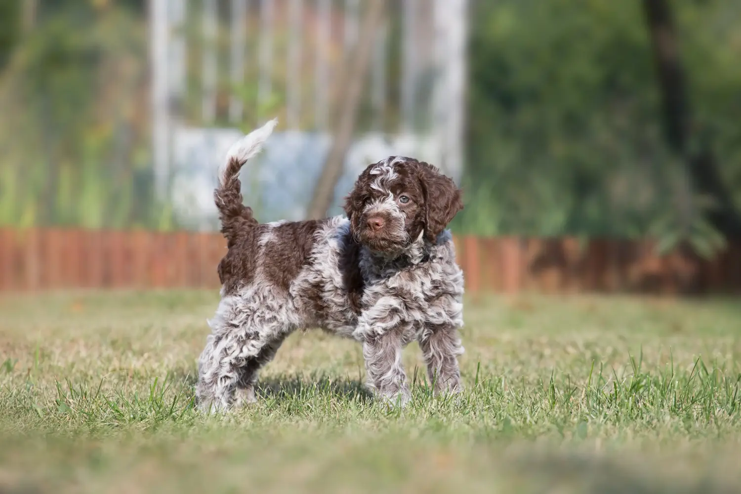 Egy Lagotto Romagnolo kiskutya megvásárlása felelősségvállalást jelent! Vásároljon Lagotto Romagnolo kiskutyákat.