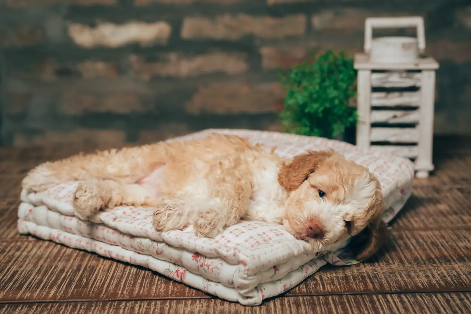 Egy Lagotto Romagnolo kiskutya megvásárlása felelősségvállalást jelent! Vásároljon Lagotto Romagnolo kiskutyákat.
