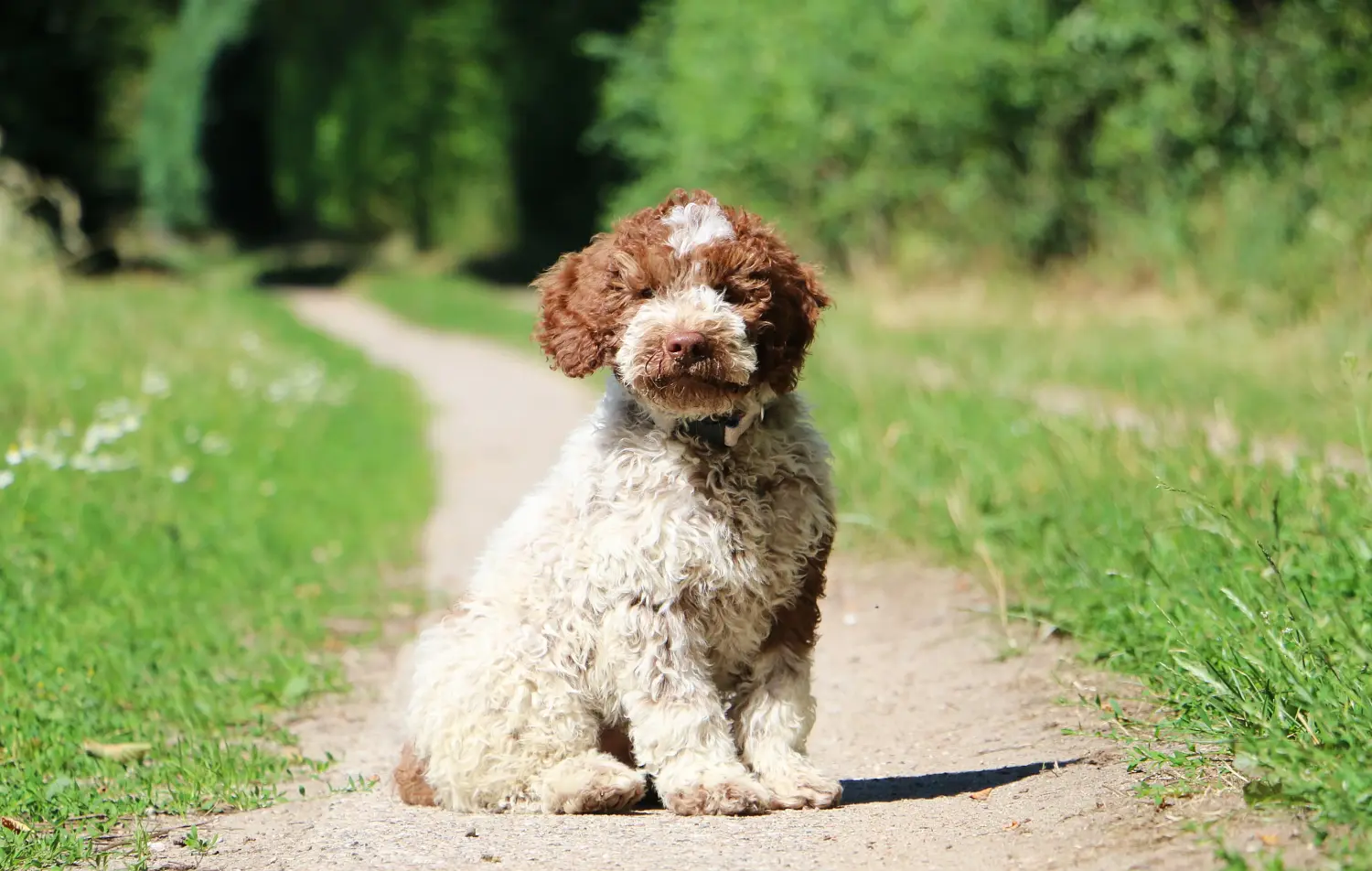 Egy Lagotto Romagnolo kiskutya megvásárlása felelősségvállalást jelent! Vásároljon Lagotto Romagnolo kiskutyákat.
