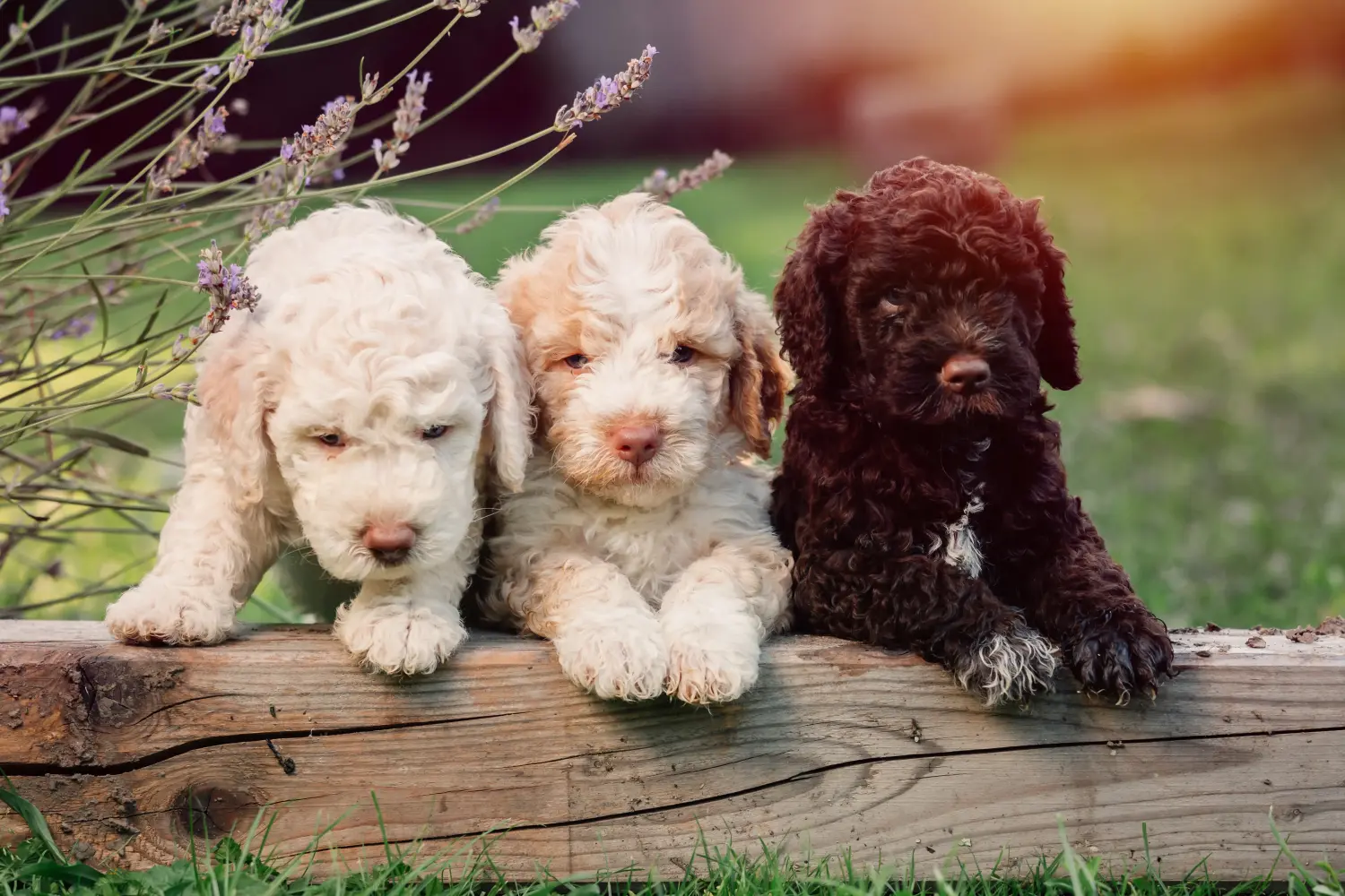 Egy Lagotto Romagnolo kiskutya megvásárlása felelősségvállalást jelent! Vásároljon Lagotto Romagnolo kiskutyákat.