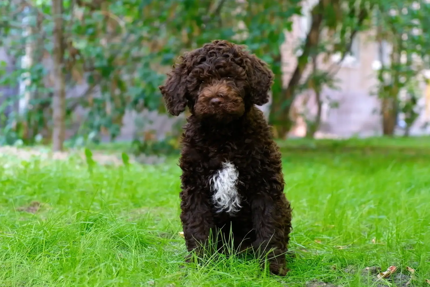 Egy Lagotto Romagnolo kiskutya megvásárlása felelősségvállalást jelent! Vásároljon Lagotto Romagnolo kiskutyákat.