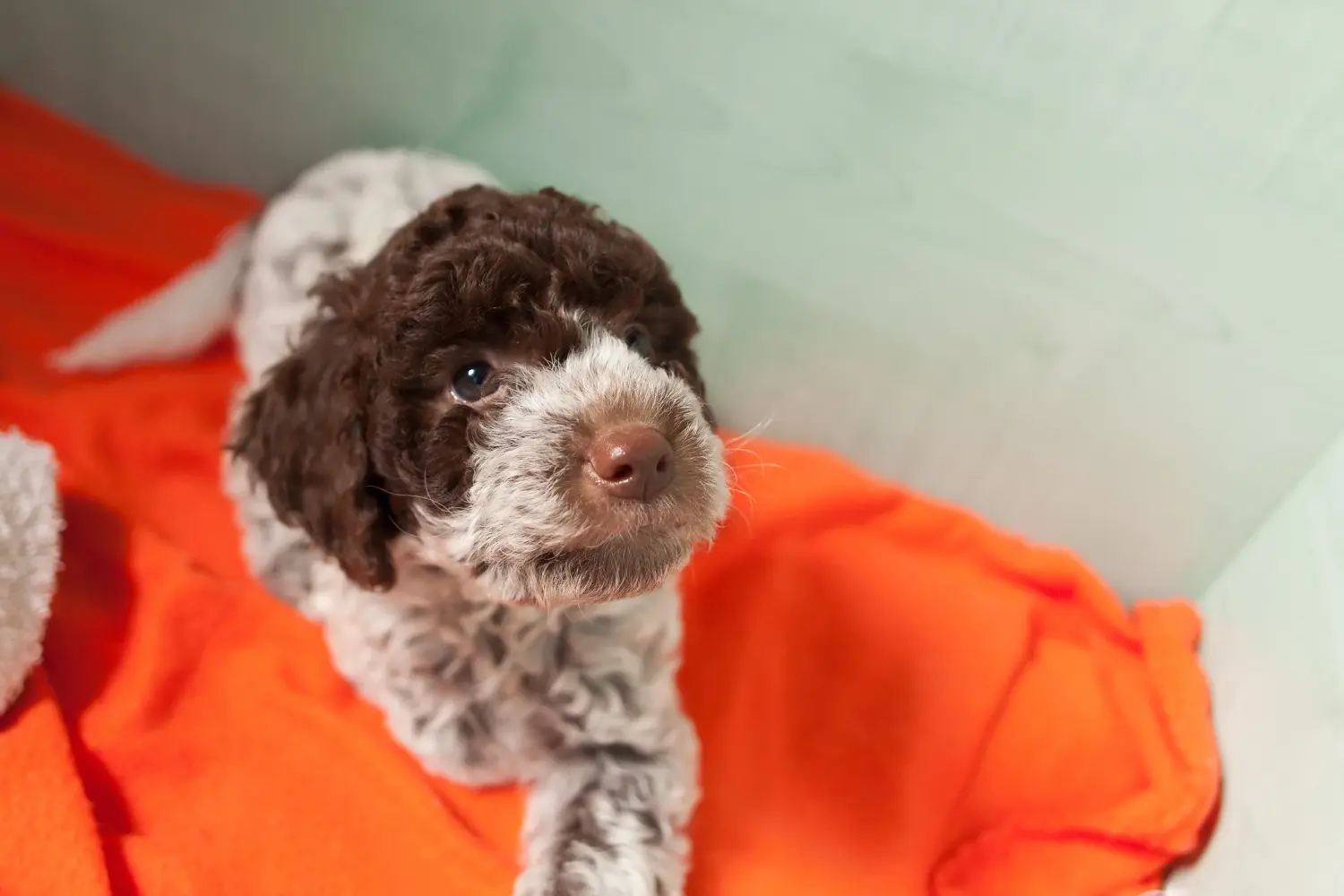 Egy Lagotto Romagnolo kiskutya megvásárlása felelősségvállalást jelent! Vásároljon Lagotto Romagnolo kiskutyákat.