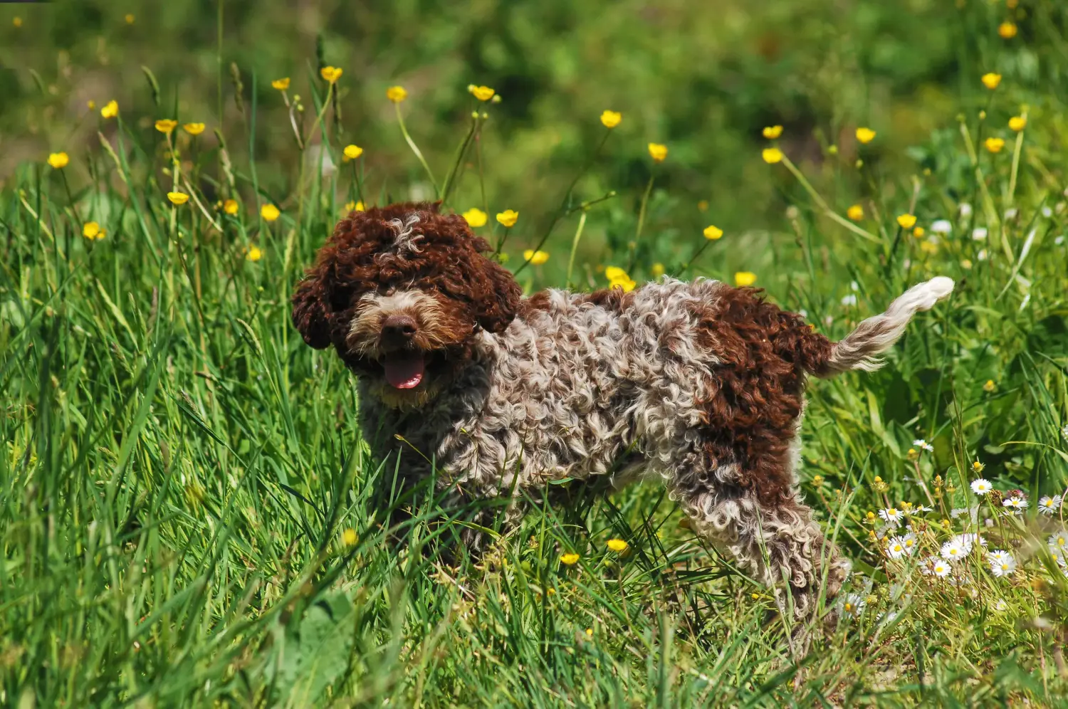 Egy Lagotto Romagnolo kiskutya megvásárlása felelősségvállalást jelent! Vásároljon Lagotto Romagnolo kiskutyákat.