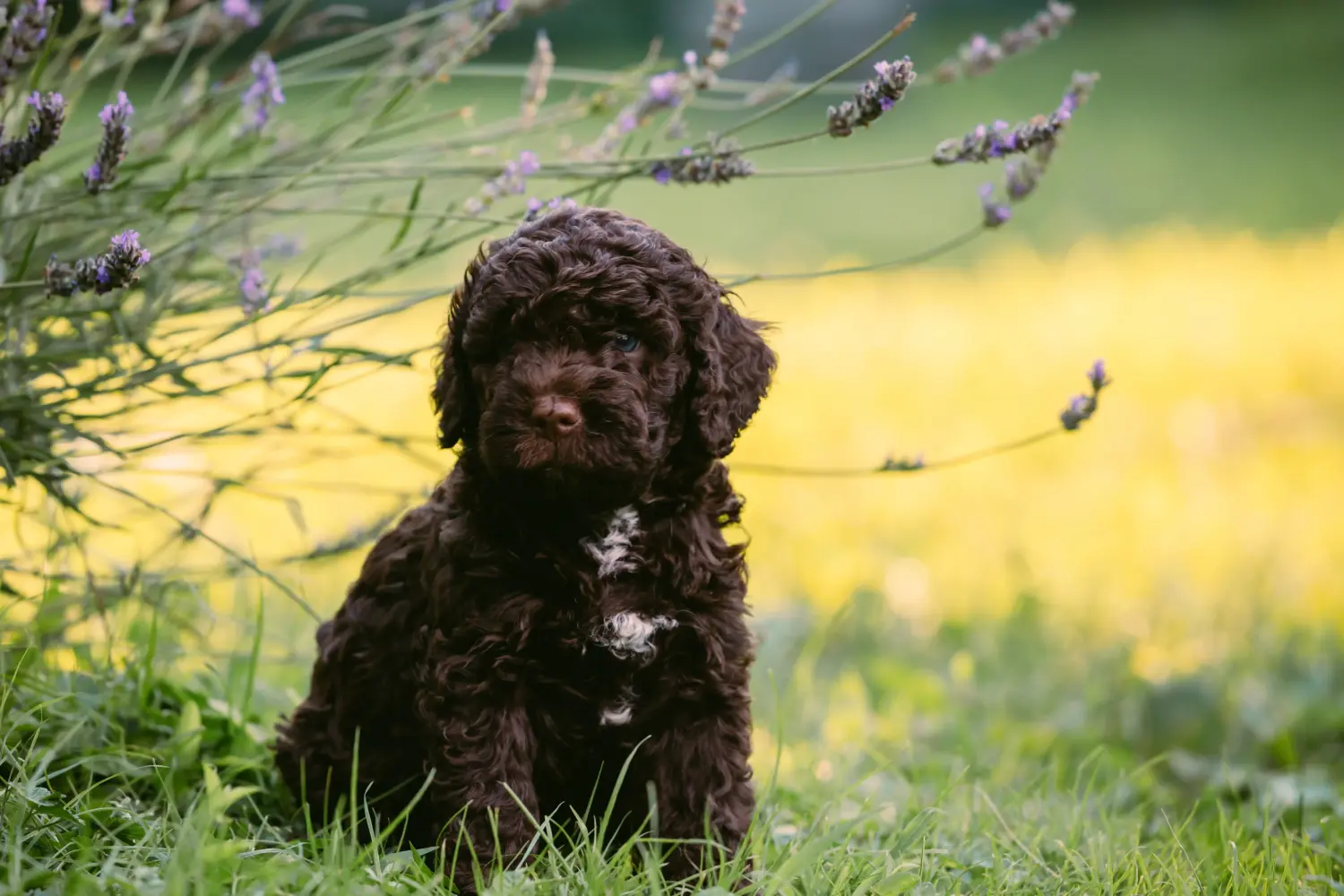 Egy Lagotto Romagnolo kiskutya megvásárlása felelősségvállalást jelent! Vásároljon Lagotto Romagnolo kiskutyákat.