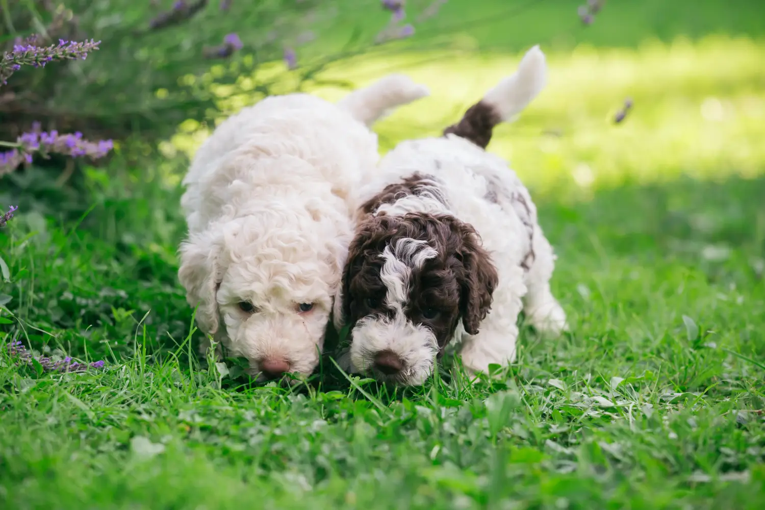 Egy Lagotto Romagnolo kiskutya megvásárlása felelősségvállalást jelent! Vásároljon Lagotto Romagnolo kiskutyákat.
