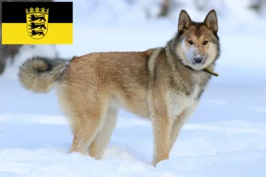 Read more about the article Laika tenyésztők és kölykök Baden-Württembergben