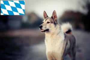Read more about the article Laika tenyésztők és kölykök Bajorországban