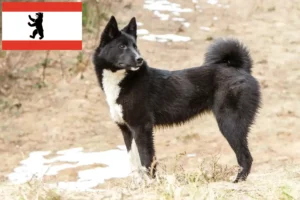 Read more about the article Laika tenyésztők és kiskutyák Berlinben