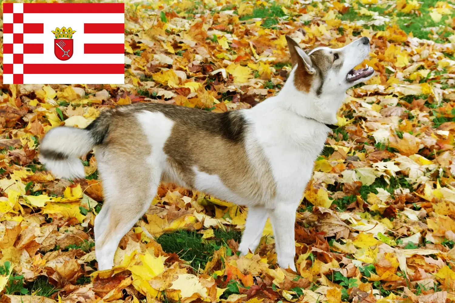 Read more about the article Laika tenyésztő és kiskutyák Brémában