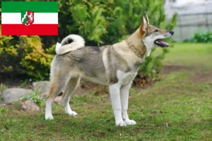 Read more about the article Laika tenyésztők és kiskutyák Észak-Rajna-Vesztfália területén