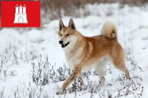 Read more about the article Laika tenyésztők és kölykök Hamburgban