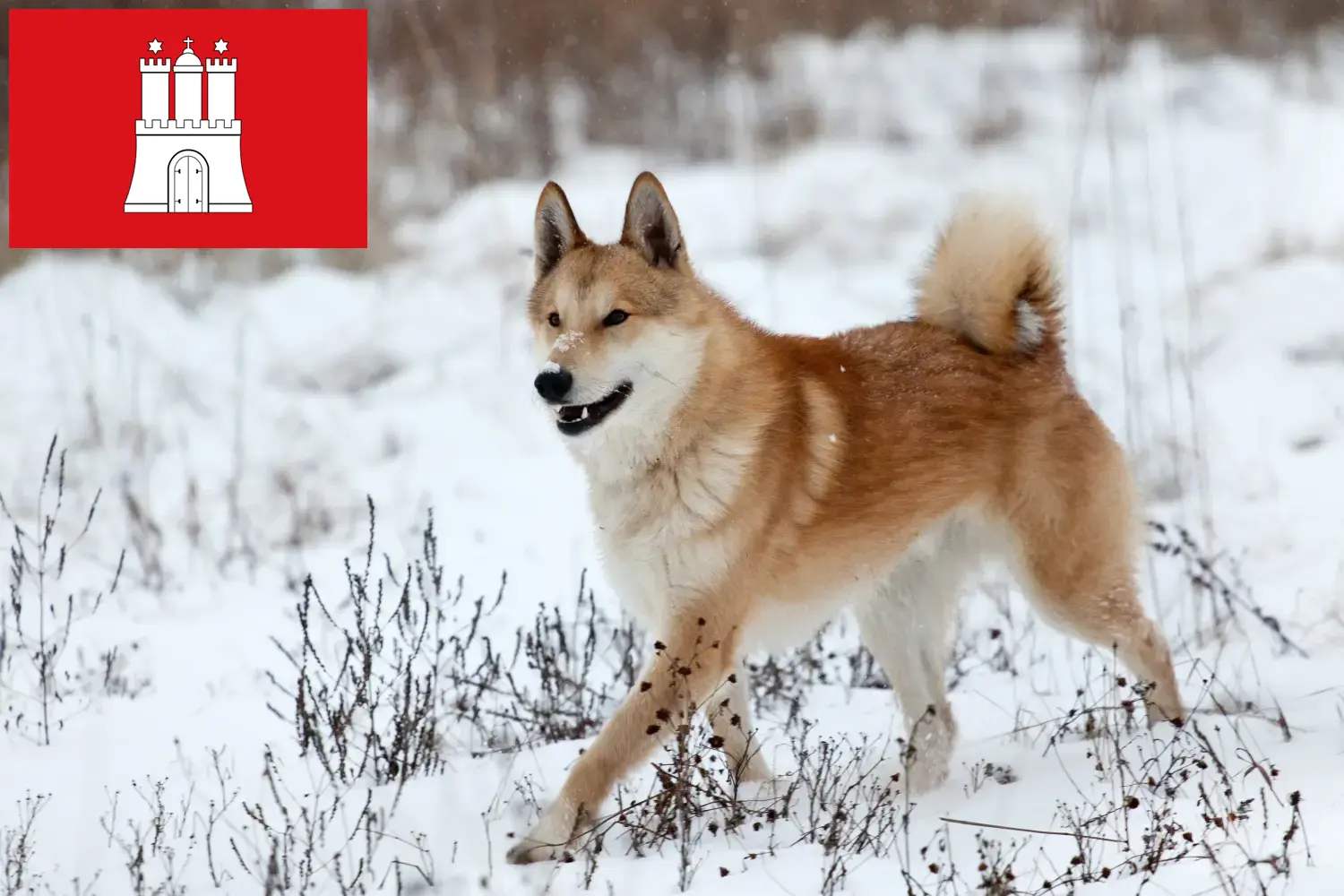 Laika kiskutyák és tenyésztők Hamburg Itt találhatsz Laika tenyésztőket Hamburgban.