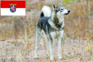 Read more about the article Laika tenyésztők és kiskutyák Hessenben