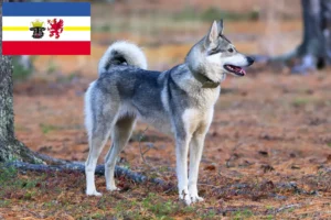Read more about the article Laika tenyésztők és kölykök Mecklenburg-Vorpommern tartományban