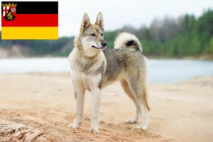 Read more about the article Laika tenyésztők és kiskutyák Rajna-vidék-Pfalzban
