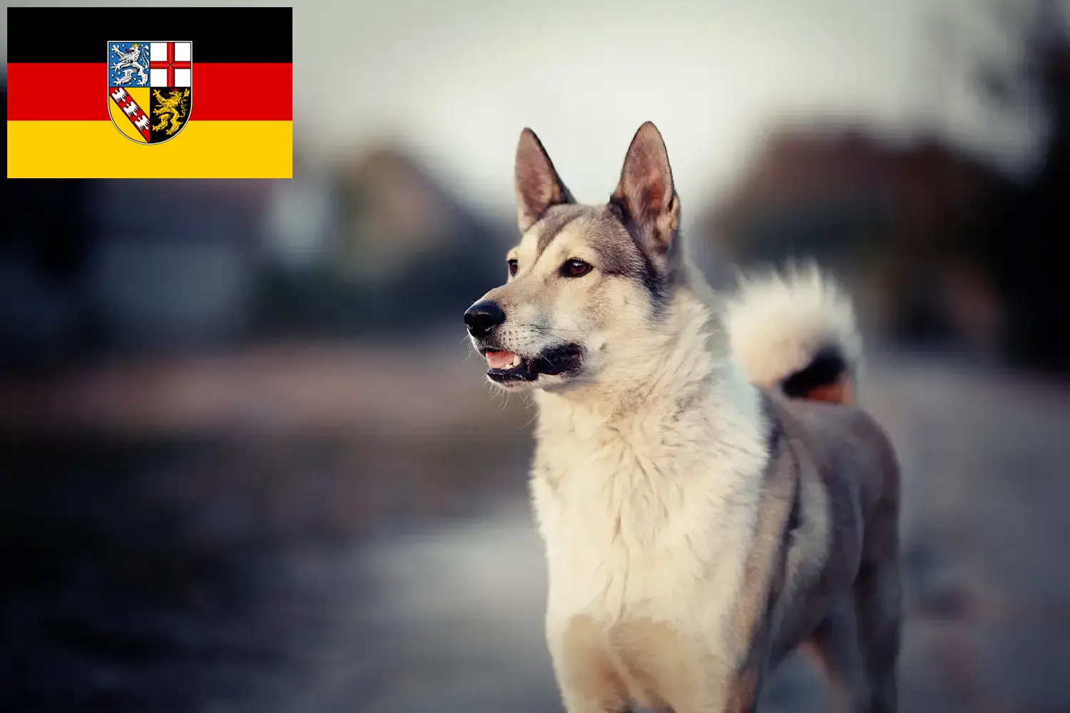 Read more about the article Laika tenyésztők és kölykök Saarlandban