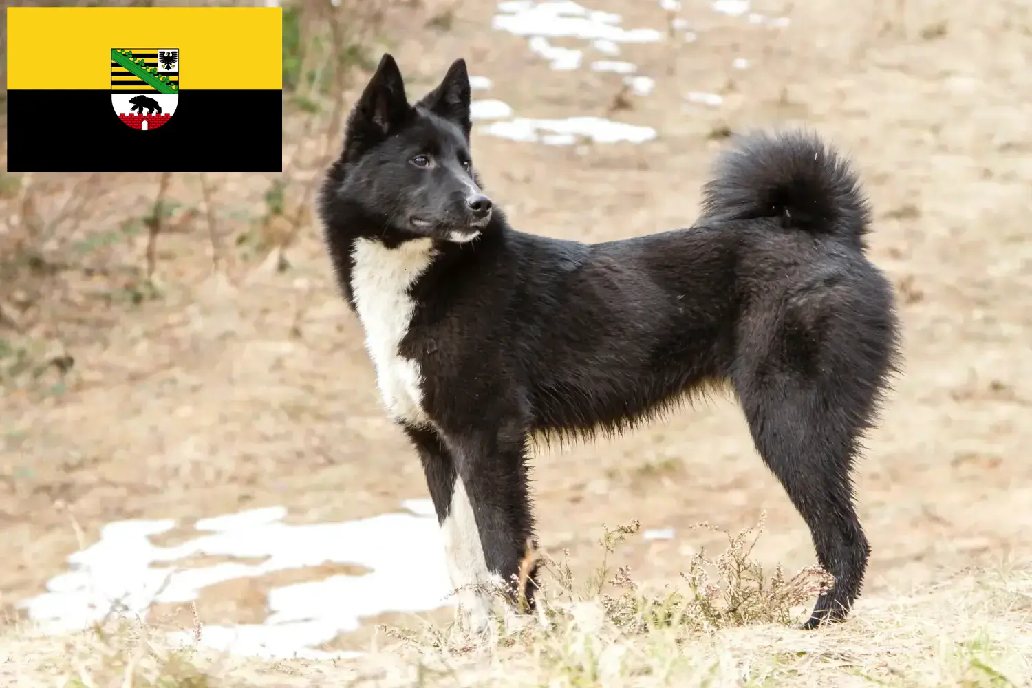 Read more about the article Laika tenyésztők és kölykök Szász-Anhaltban