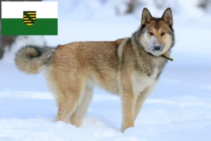 Read more about the article Laika tenyésztők és kiskutyák Szászországban