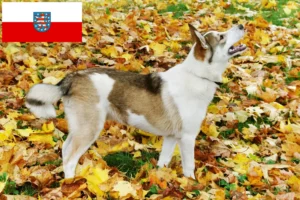 Read more about the article Laika tenyésztők és kölykök Türingiában