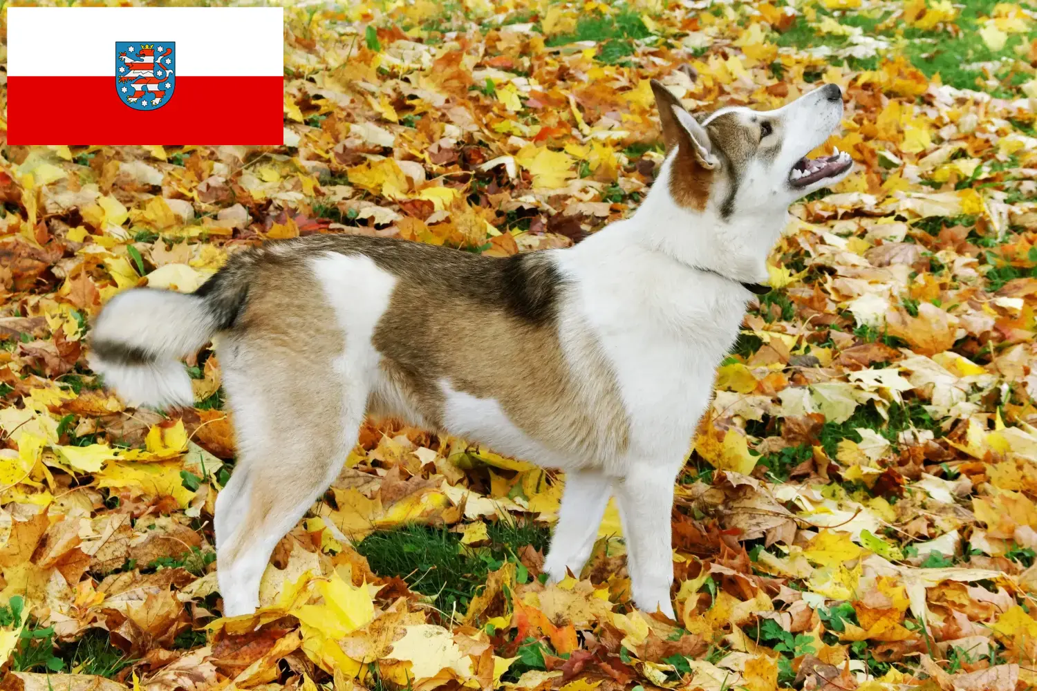 Read more about the article Laika tenyésztők és kölykök Türingiában
