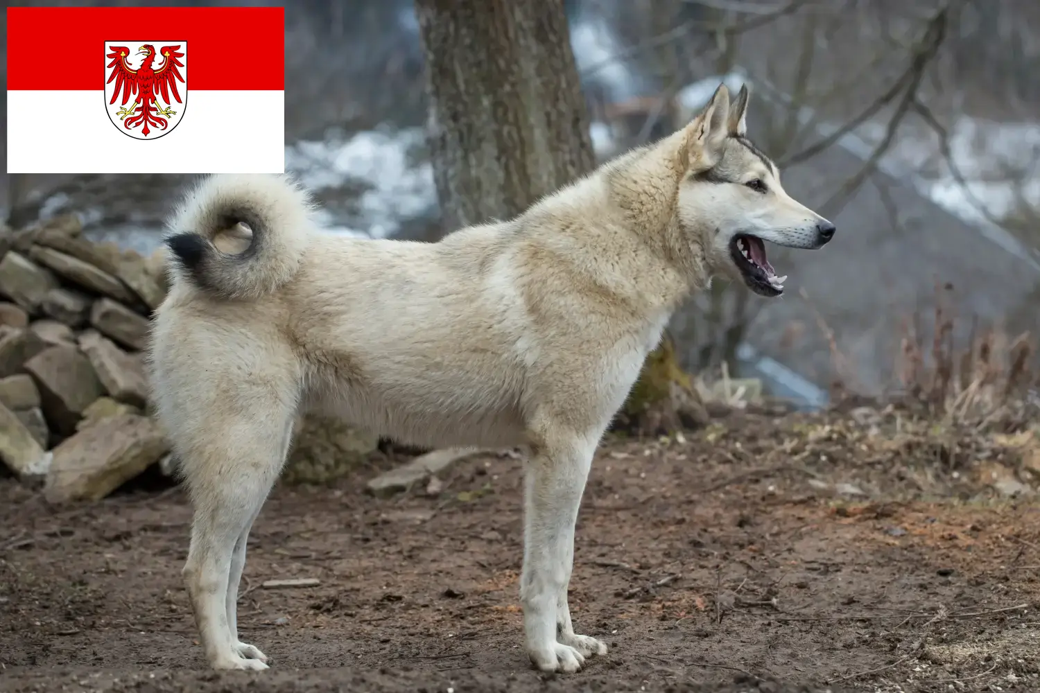 Laika kölykök és tenyésztők Brandenburg Itt találhatsz Laika tenyésztőket Brandenburgban.