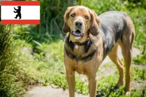 Read more about the article Lengyel Bracke tenyésztők és kiskutyák Berlinben
