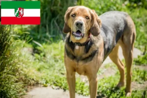 Read more about the article Lengyel Bracke tenyésztők és kiskutyák Észak-Rajna-Vesztfália területén