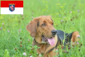 Read more about the article Lengyel Bracke tenyésztők és kiskutyák Hessenben