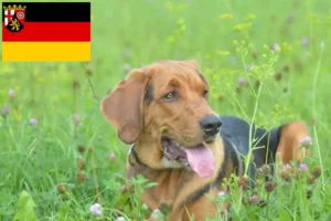 Read more about the article Lengyel Bracke tenyésztők és kiskutyák Rajna-vidék-Pfalzban
