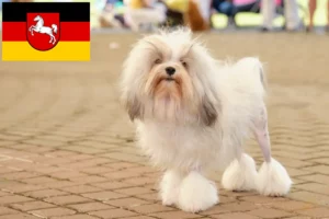 Read more about the article Löwchen tenyésztők és kiskutyák Alsó-Szászországban