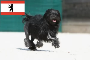 Read more about the article Löwchen tenyésztők és kiskutyák Berlinben