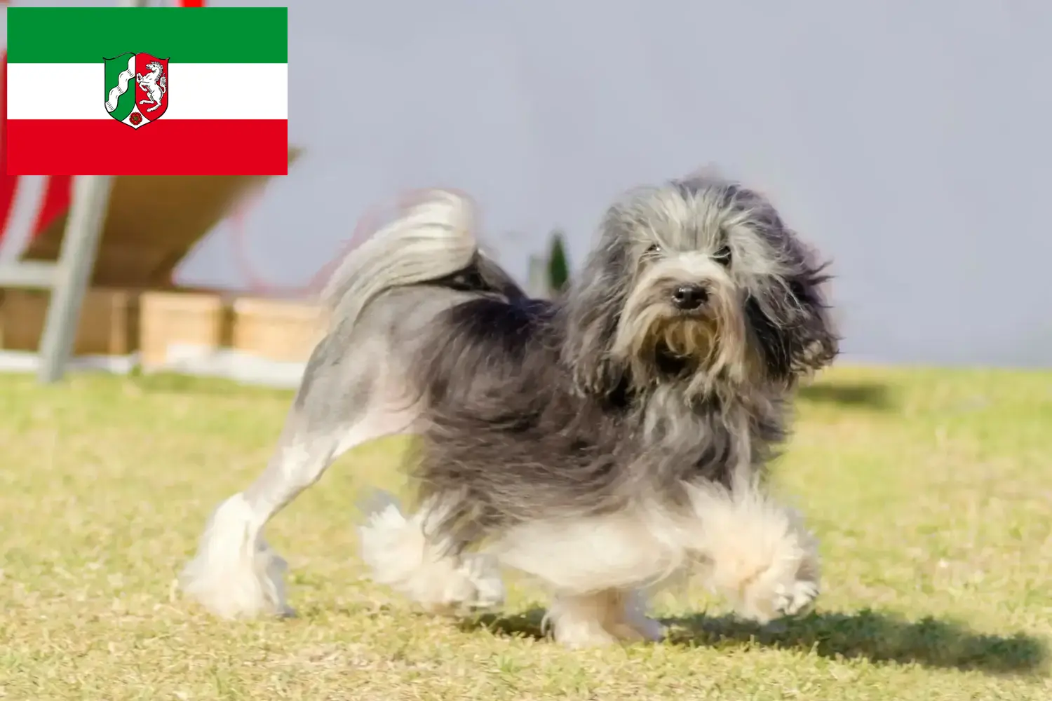 Löwchen kiskutyák és tenyésztők Észak-Rajna-Vesztfália Itt Löwchen tenyésztőket talál Észak-Rajna-Vesztfália területén.