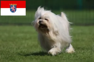 Read more about the article Löwchen tenyésztők és kiskutyák Hessenben