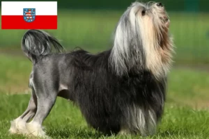 Read more about the article Löwchen tenyésztők és kiskutyák Türingiában