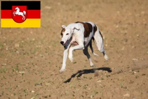 Read more about the article Magyar Agar tenyésztők és kiskutyák Alsó-Szászországban