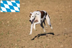 Read more about the article Magyar Agar tenyésztők és kiskutyák Bajorországban