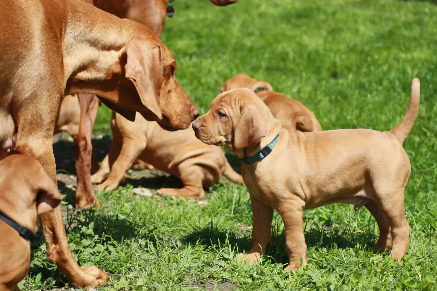 Magyar vizsla kölyökkutya vásárlása felelősségvállalást jelent! Magyar Vizsla kölyökkutyák vásárlása.