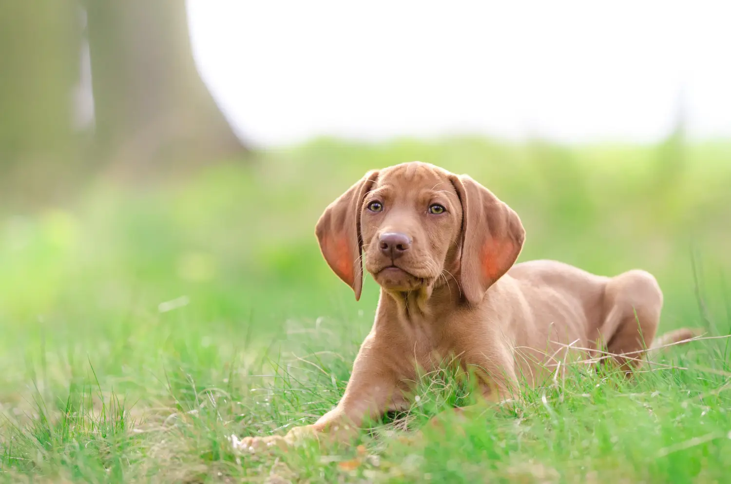 Magyar vizsla kölyökkutya vásárlása felelősségvállalást jelent! Magyar Vizsla kölyökkutyák vásárlása.