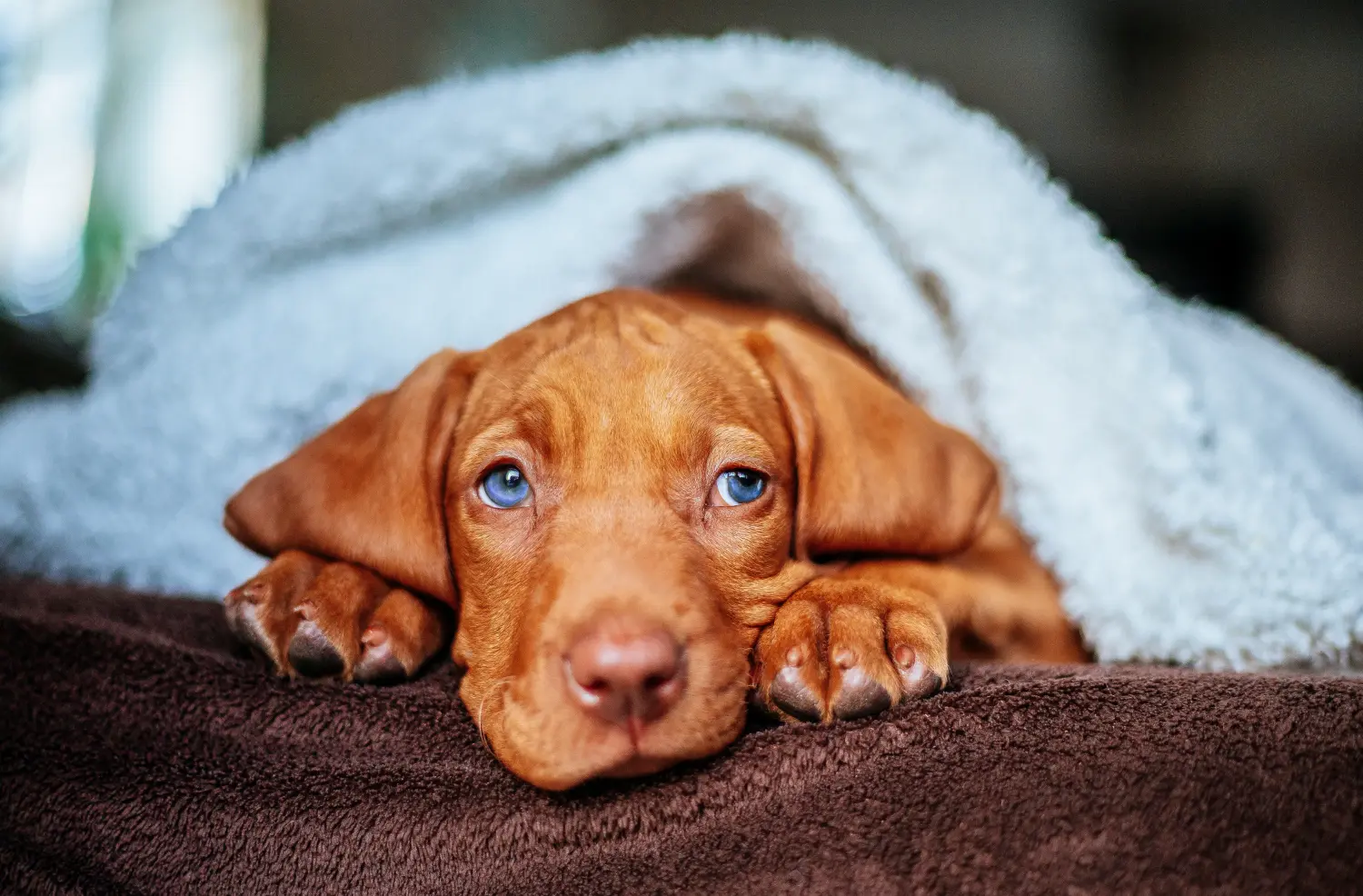 Magyar vizsla kölyökkutya vásárlása felelősségvállalást jelent! Magyar Vizsla kölyökkutyák vásárlása.