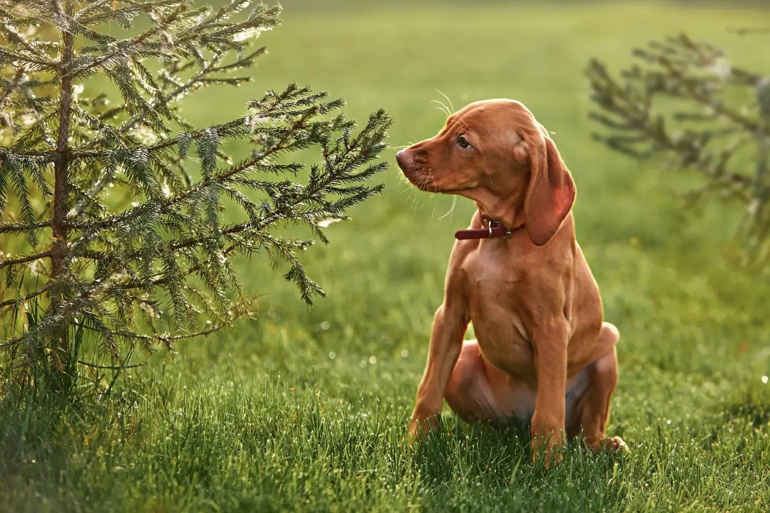 Magyar vizsla kölyökkutya vásárlása felelősségvállalást jelent! Magyar Vizsla kölyökkutyák vásárlása.