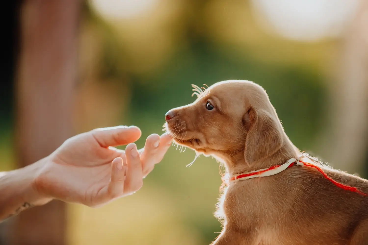 Magyar vizsla kölyökkutya vásárlása felelősségvállalást jelent! Magyar Vizsla kölyökkutyák vásárlása.