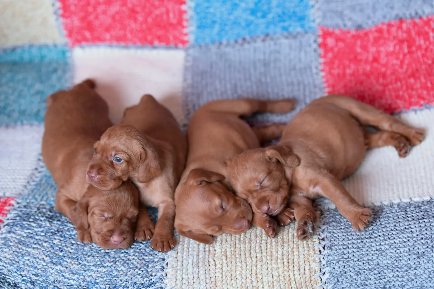 Magyar vizsla kölyökkutya vásárlása felelősségvállalást jelent! Magyar Vizsla kölyökkutyák vásárlása.