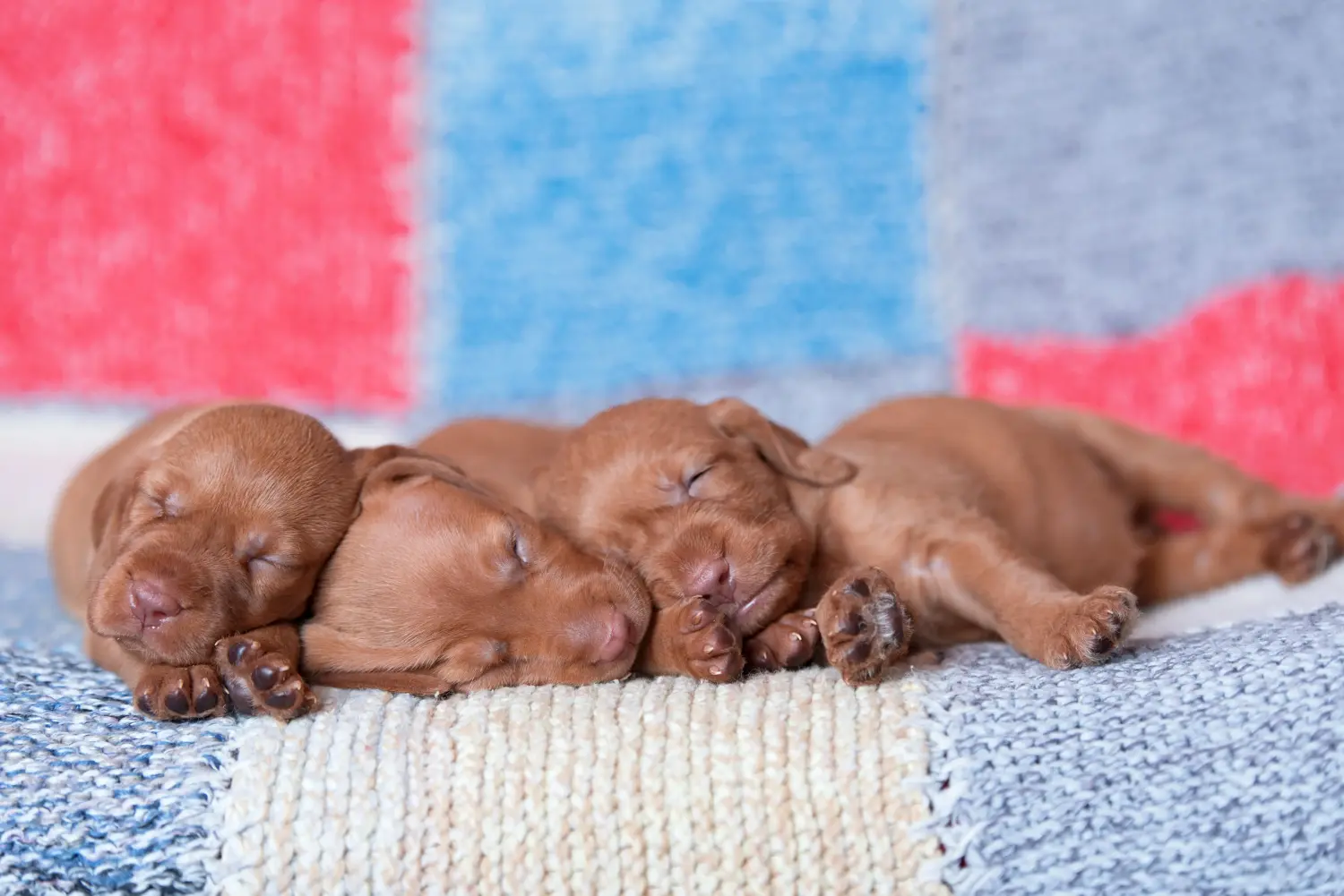 Magyar vizsla kölyökkutya vásárlása felelősségvállalást jelent! Magyar Vizsla kölyökkutyák vásárlása.