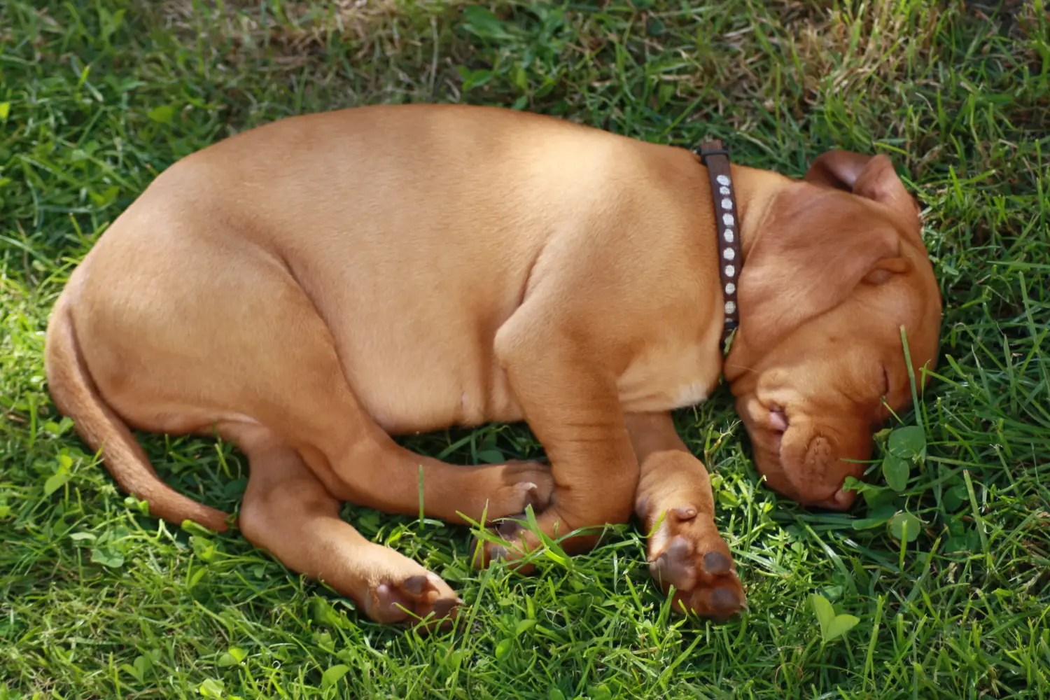 Magyar vizsla kölyökkutya vásárlása felelősségvállalást jelent! Magyar Vizsla kölyökkutyák vásárlása.
