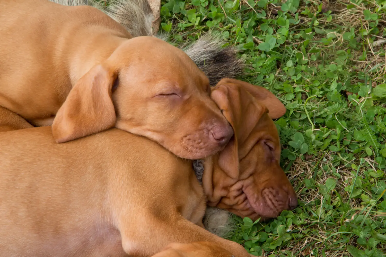 Magyar vizsla kölyökkutya vásárlása felelősségvállalást jelent! Magyar Vizsla kölyökkutyák vásárlása.