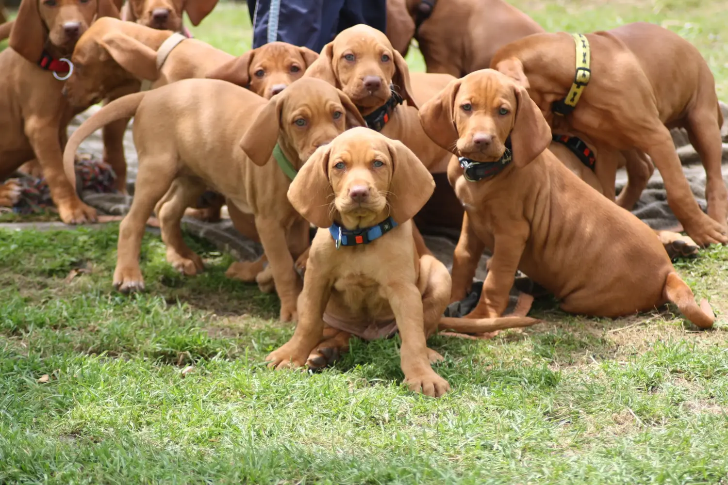 Magyar vizsla kölyökkutya vásárlása felelősségvállalást jelent! Magyar Vizsla kölyökkutyák vásárlása.