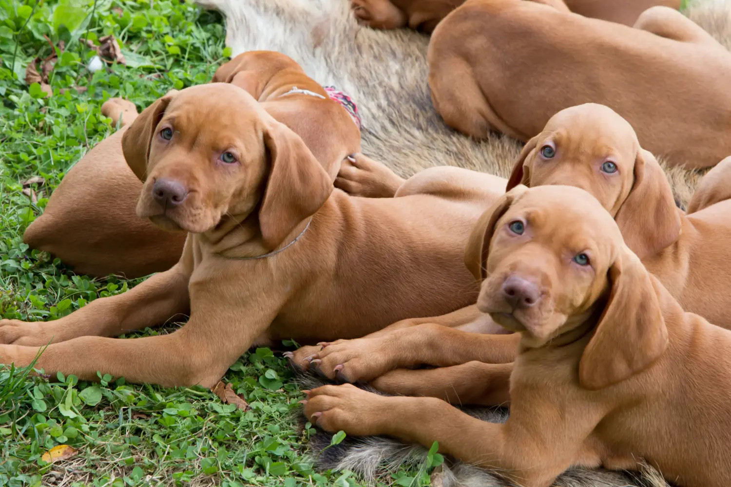 Magyar vizsla kölyökkutya vásárlása felelősségvállalást jelent! Magyar Vizsla kölyökkutyák vásárlása.