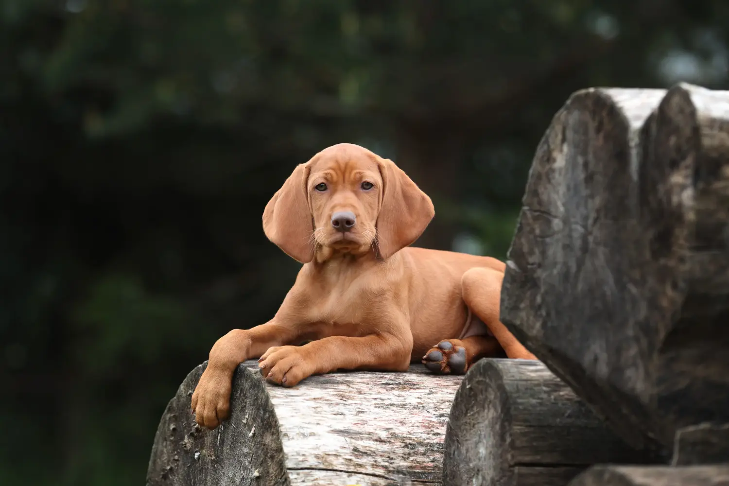 Magyar vizsla kölyökkutya vásárlása felelősségvállalást jelent! Magyar Vizsla kölyökkutyák vásárlása.