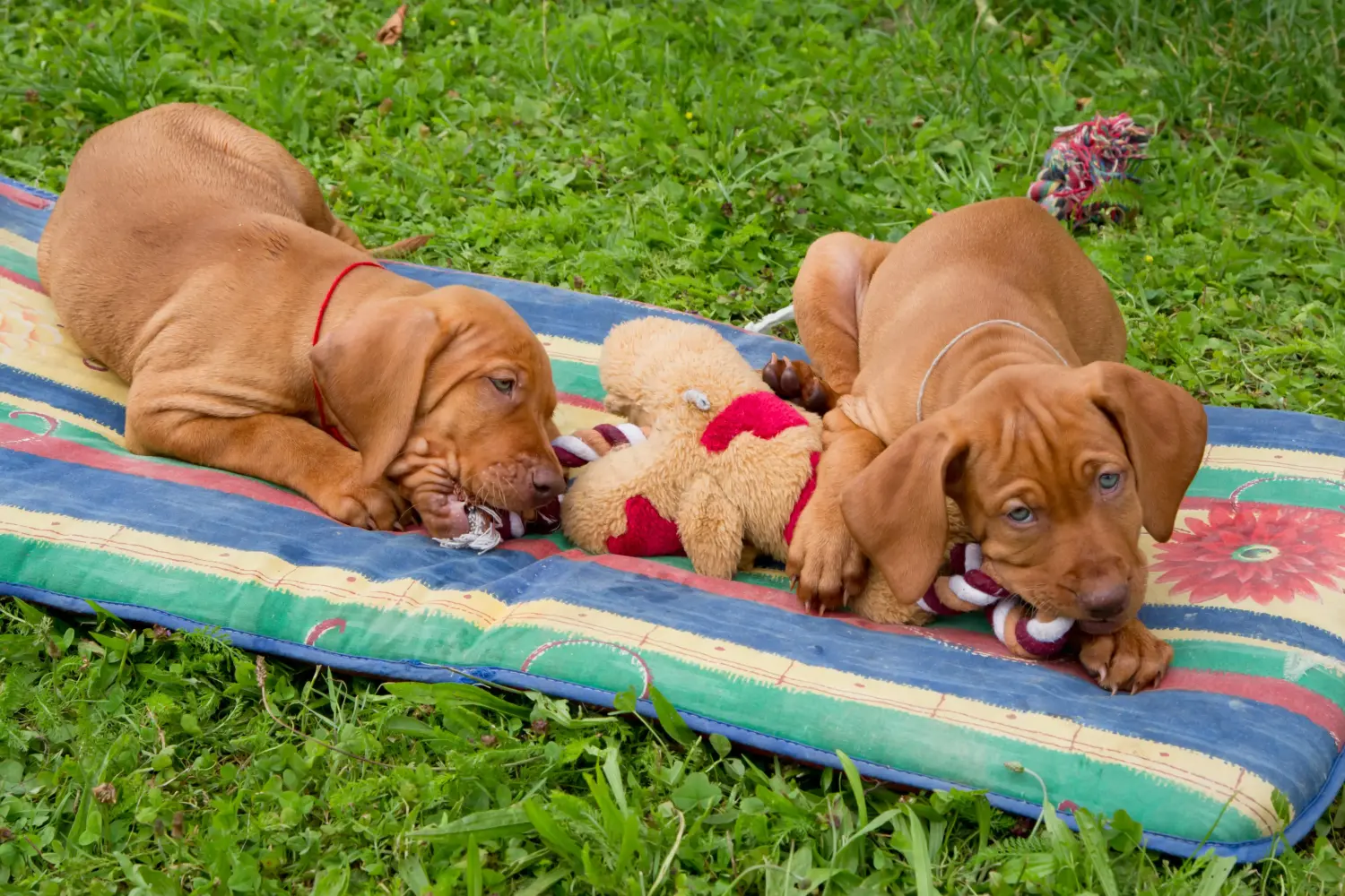 Magyar vizsla kölyökkutya vásárlása felelősségvállalást jelent! Magyar Vizsla kölyökkutyák vásárlása.